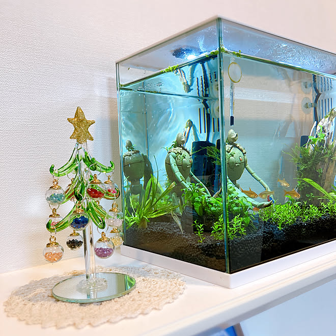 クリスマス/アクアリウム/ジブリウム/ラクテリア/Francfranc...などのインテリア実例 20211120 182024