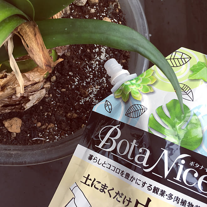 Botanice 多肉植物 観葉植物 殺虫剤 害虫駆除 などのインテリア実例 19 05 07 15 31 28 Roomclip ルームクリップ