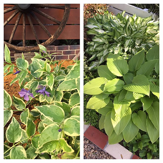 バス/トイレ/オリーブの木/みどりのある暮らし/観葉植物/お花も好き...などのインテリア実例 - 2017-05-14 07:28:49