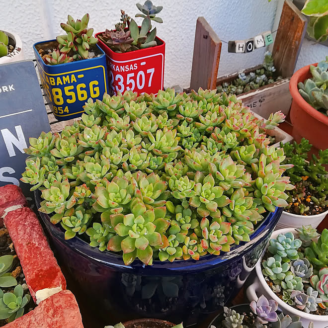 棚 多肉植物 リトルビューティーのインテリア実例 18 06 16 16 22 36 Roomclip ルームクリップ