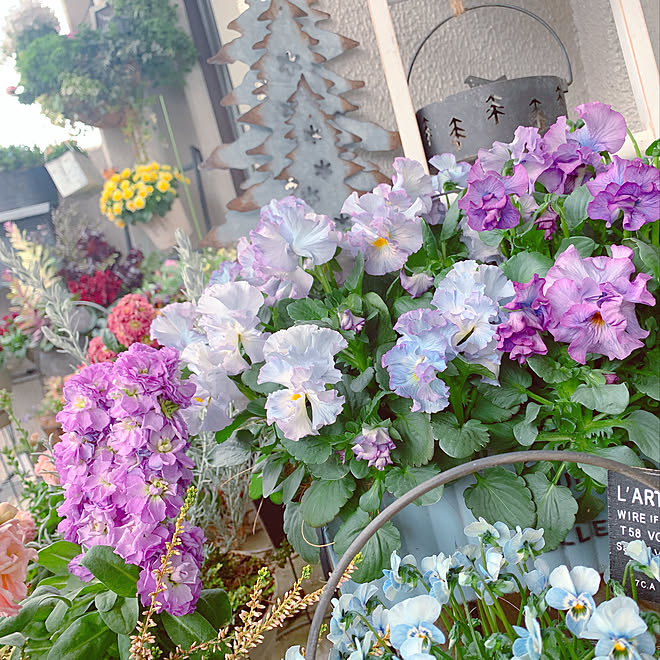 植物のある暮らし/ベランダガーデン/ベランダのお花/お花大好き♡/ガーデニング大好き...などのインテリア実例 - 2021-03-13 18:49:09