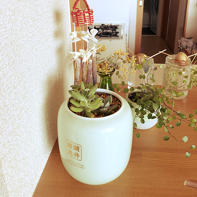多肉植物 ワイヤープランツ 水耕栽培 アボガド 棚のインテリア実例 19 05 07 12 30 34 Roomclip ルームクリップ