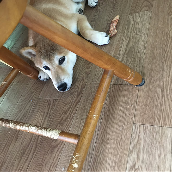 可愛いんだけどなぁ 椅子の脚をかじる愛犬 床をかじる愛犬 7人 １匹家族 いいね コメントありがとうございます などのインテリア実例 09 15 22 48 17 Roomclip ルームクリップ