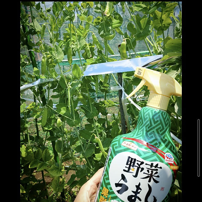 ガーデニング/家庭菜園/害虫対策/アースガーデン/野菜うまし...などのインテリア実例 - 2022-05-24 13:00:19