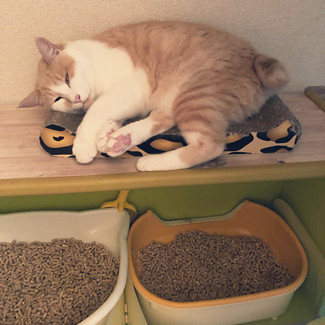 カラーボックス 横置き 狭い廊下に猫さんトイレ設置 トイレでくつろぐ X 猫トイレですが バス トイレのインテリア実例 19 09 14 17 40 22 Roomclip ルームクリップ