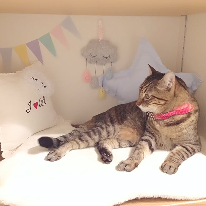 lovecatさんの部屋