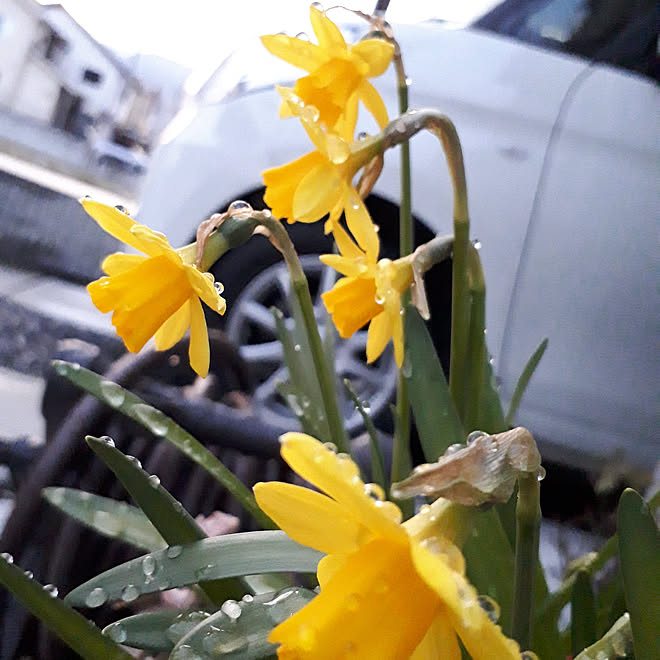 玄関/入り口/庭の雑貨/お花大好き♡/植物のある暮らし/初心者 ガーデニング...などのインテリア実例 - 2018-02-12 18:08:15