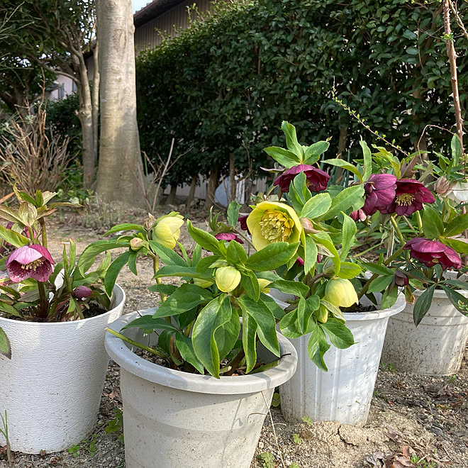 ミヨシのクリスマスローズ クリスマスローズ ガーデニング 季節を楽しむ暮らし 見てくれてありがとうございます などのインテリア実例 22 03 11 16 50 34 Roomclip ルームクリップ