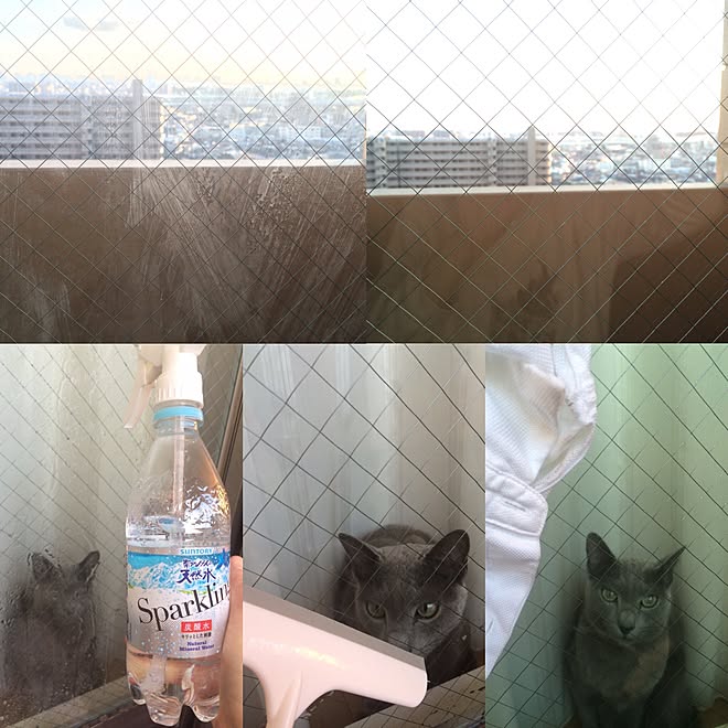 炭酸水/窓掃除/大掃除/ロシアンブルー/ねこが好き...などのインテリア実例 - 2015-12-31 16:59:04