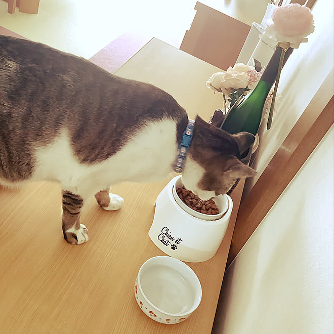 猫のいる日常/猫の居る暮らし(*˙︶˙*)☆*°/猫の食器/猫の餌入れ/RCの出会いに感謝♡...などのインテリア実例 - 2021-04-10 10:51:14