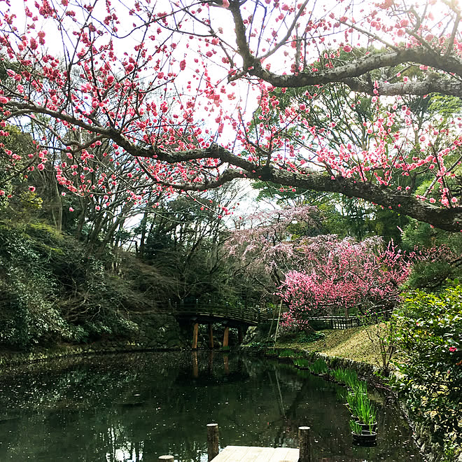 お気に入り/浜松城公園/徘徊/浜松市のインテリア実例 - 2018-03-17 21:59:49