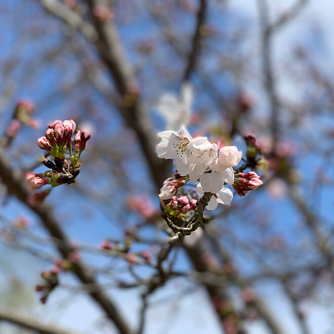 四季/SAKURA/部屋全体/へそ公園/桜のインテリア実例 - 2019-04-03 20:40:41