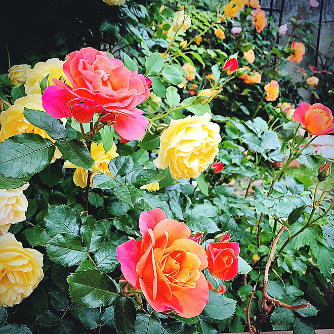 庭/バラ/バラの庭/バラが大好き/イングリッシュローズのインテリア実例 - 2021-05-27 10:02:46