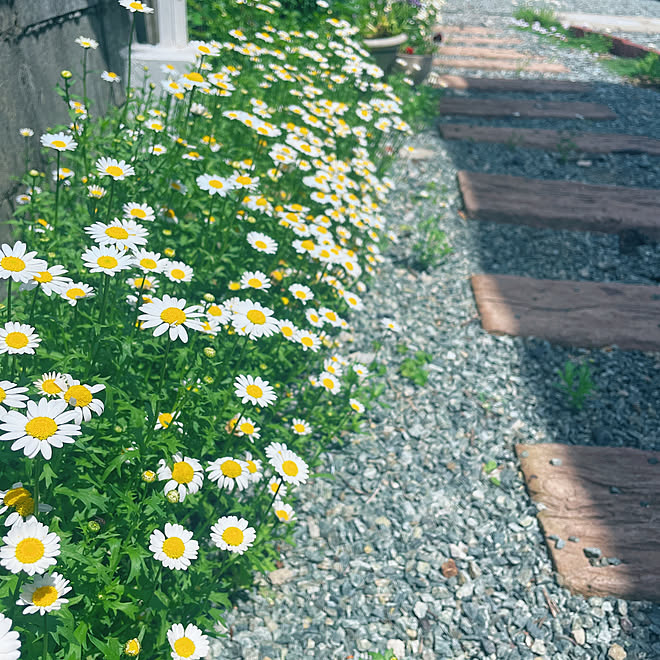 ノースポール/レンガの小道/おすすめの花/ノースポールこぼれ種から/春を感じる...などのインテリア実例 - 2023-06-24 21:08:14