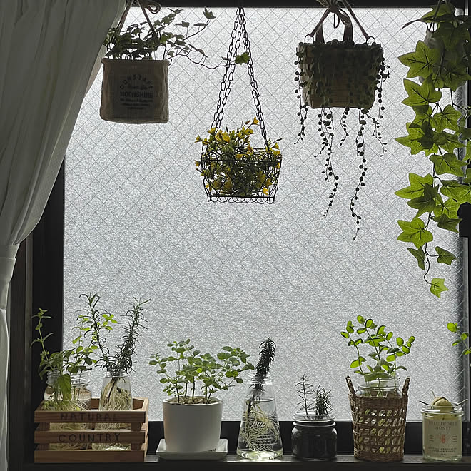 壁/天井/観葉植物のある暮らし/観葉植物/ダイソー/ナチュラル...などのインテリア実例 - 2023-07-23 17:29:43