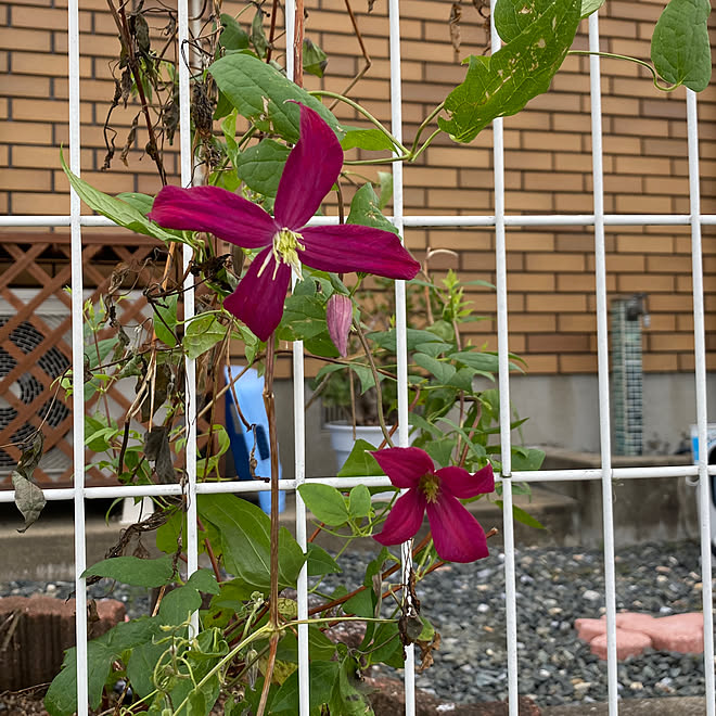 玄関/入り口/クレマチス/ミセバヤの花/彼岸花/一番好きな場所...などのインテリア実例 - 2023-10-03 08:27:54