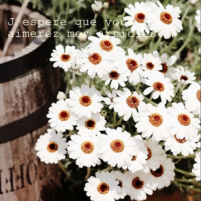 ふと気づくと/お庭は春満開でした♡/コーヒー樽/白いお花が好き(*´艸`*)のインテリア実例 - 2015-03-31 18:41:51