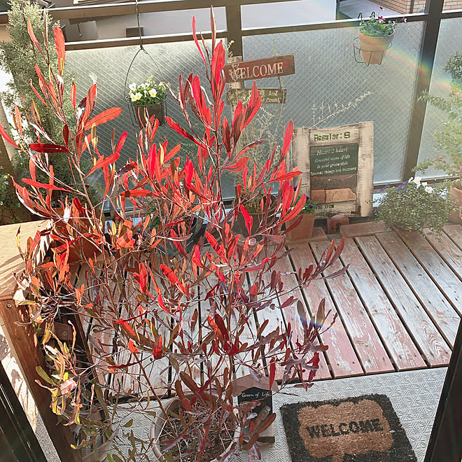 紅葉 ベランダガーデニング ドドナエア ポップブッシュ ポップブッシュ プルプレア などのインテリア実例 01 24 12 27 04 Roomclip ルームクリップ