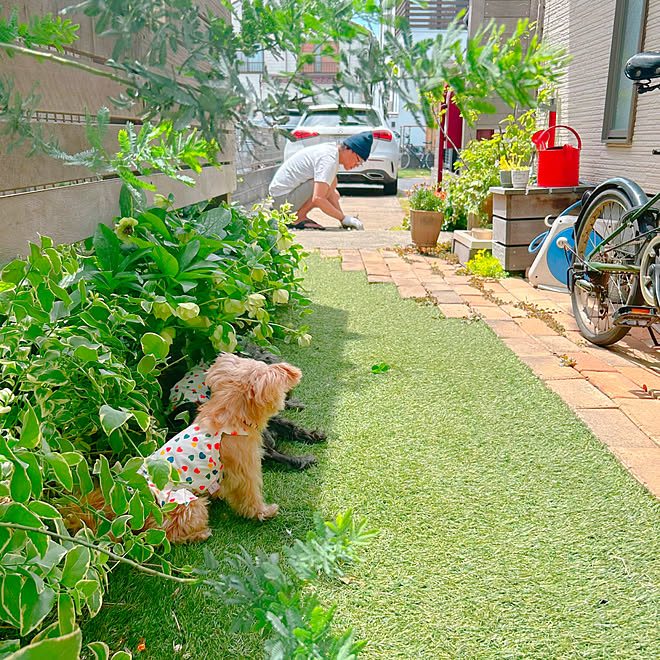 わたしの休日のすごし方/ガーデニングが好き/犬と暮らす/花のある暮らし/植物のある暮らし...などのインテリア実例 - 2023-05-07 21:03:38