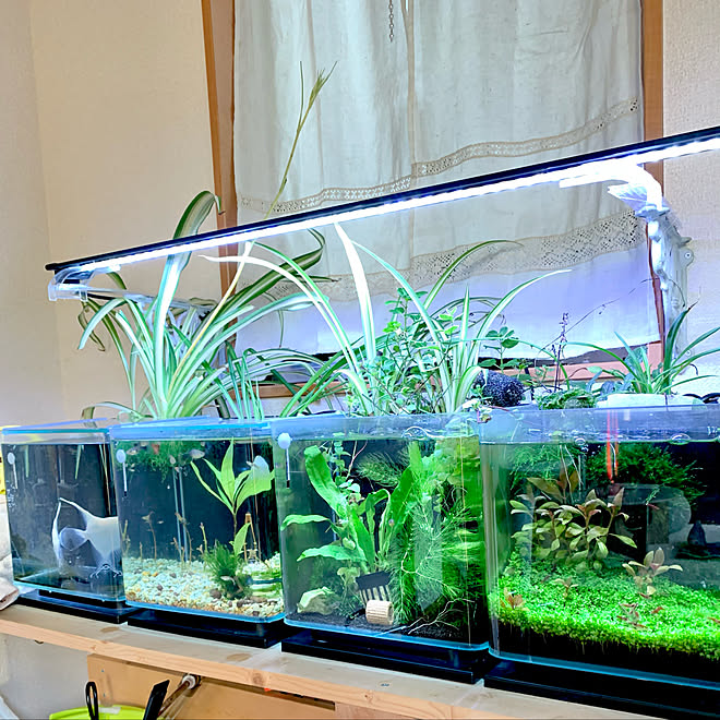 ナチュラル Diy 家を遊ぶ アクアリウム 観葉植物 などのインテリア実例 21 02 13 07 40 01 Roomclip ルームクリップ