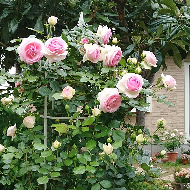 玄関 入り口 ピエールドゥロンサール オベリスク 庭 薔薇 などのインテリア実例 05 15 35 40 Roomclip ルームクリップ