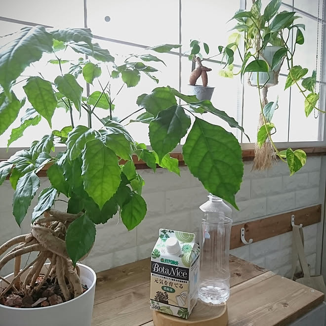 棚/観葉植物/多肉植物/植物のある暮らし/虫対策...などのインテリア実例 - 2022-07-04 17:38:24