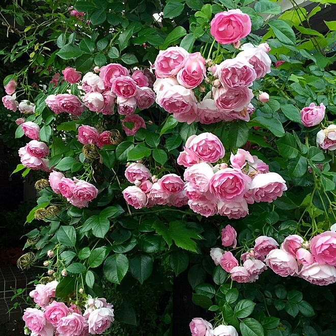 玄関/入り口/ジャスミーナ/植物/パーゴラ/薔薇が好き...などのインテリア実例 - 2016-05-25 19:20:35