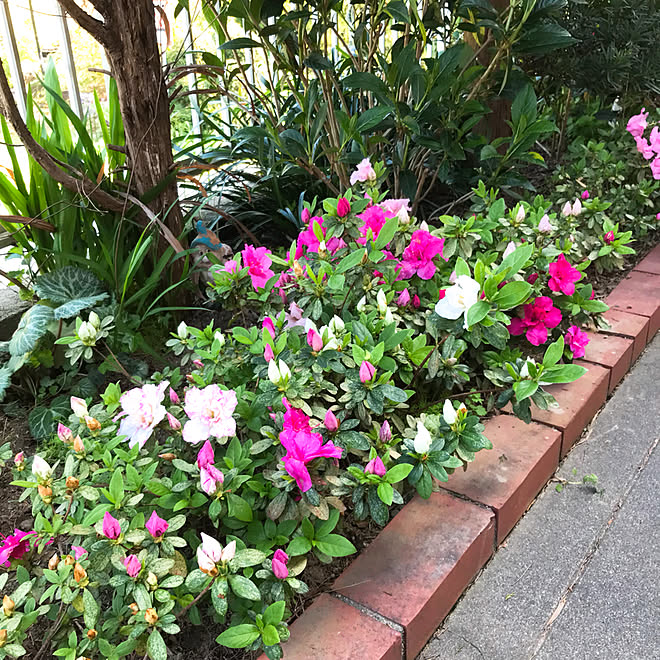 ベッド周り 地植えのアザレア 北側玄関前の花壇 平屋のカントリー風ハウス築24年 三角屋根の家 などのインテリア実例 18 04 10 14 49 49 Roomclip ルームクリップ