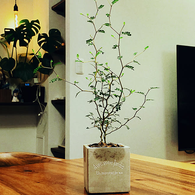 おしゃれ 観葉植物 フェイクグリーン 照明 多肉植物 などのインテリア実例 03 16 00 46 14 Roomclip ルームクリップ