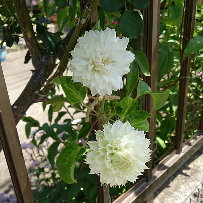 バス/トイレ/いいね！ありがとうございます◡̈♥︎/ガーデニング/花のある暮らし/クレマチスのインテリア実例 - 2017-05-16 06:29:09