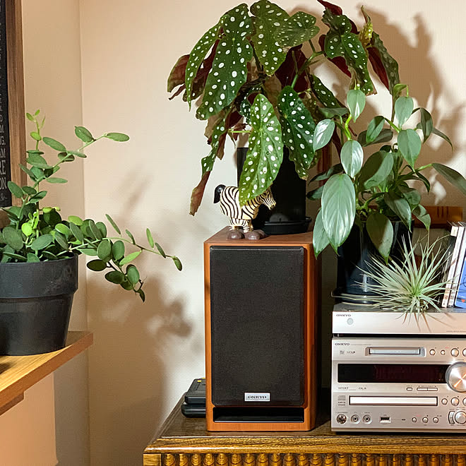 植物のある暮らし/雑貨/アートのある暮らし/無印良品/植物...などのインテリア実例 - 2021-04-10 08:39:38