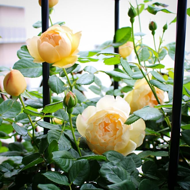 玄関/入り口/植物のある部屋/花のある暮らし/植物のある生活/花のある生活...などのインテリア実例 - 2017-05-11 17:21:06