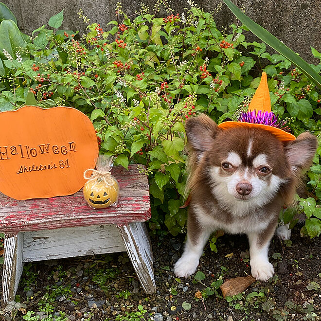 犬ばかですいません。/クロエ君11歳/チワワのいる暮らし/ハロウィン/たのしい時間...などのインテリア実例 - 2021-09-16 10:38:22