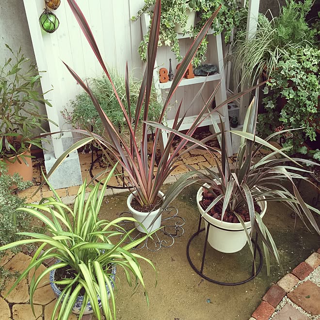 ニューサイラン ピンクストライプ