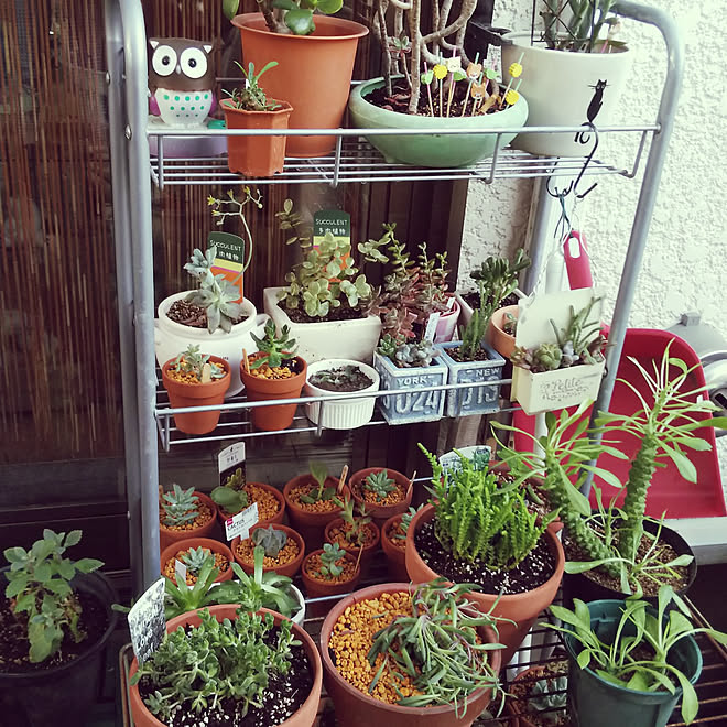 棚 多肉植物 100均 コメリホームセンターのインテリア実例 21 04 24 22 22 15 Roomclip ルームクリップ 棚 多肉植物 100均 コメリホームセンターのインテリア実例 21 04 24 22 22 15 Roomclip ルームクリップ