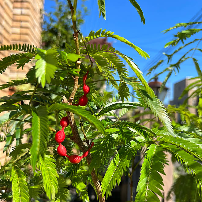 エバーフレッシュの結実/観葉植物のある暮らし/観葉植物