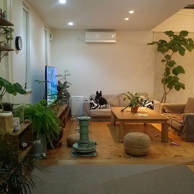 壁/天井/植物/IKEA　/シダ植物/サボテン...などのインテリア実例 - 2015-11-07 21:00:30