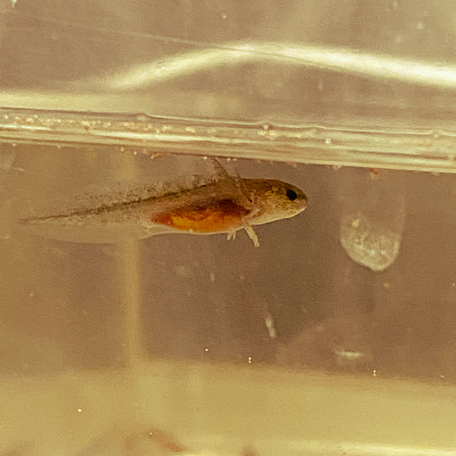 ウーパールーパー繁殖 苦手な方ごめんなさい 生き物と暮らす 水槽のある暮らし ウーパールーパーも暮らす家 などのインテリア実例 22 03 09 05 46 18 Roomclip ルームクリップ ウーパールーパー繁殖 苦手な方ごめんなさい 生き物と暮らす 水槽のある暮らし ウーパールーパーも暮らす家 などのインテリア実例 22 03 09 05 46 18 Roomclip ルームクリップ