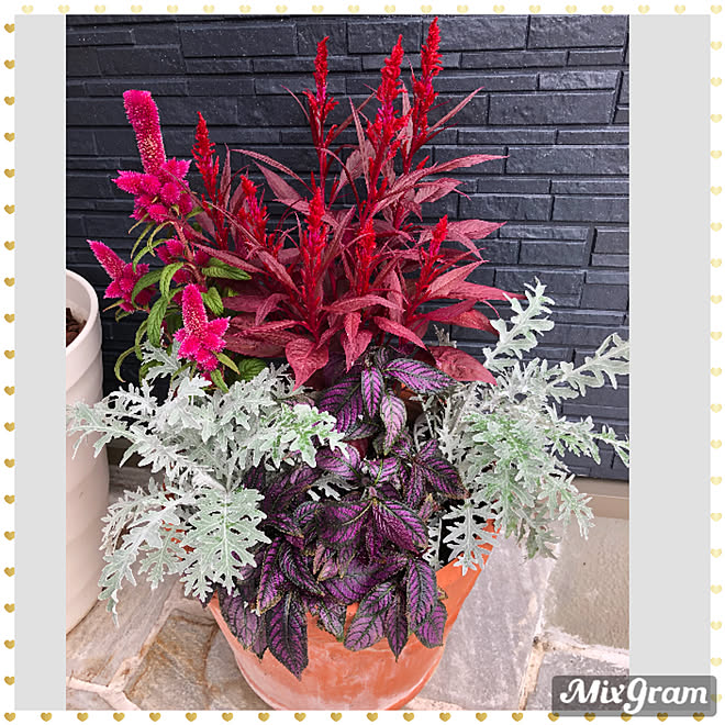 秋らしく見えるといいけど ケイトウ 寄せ植え 玄関 入り口のインテリア実例 10 19 14 55 01 Roomclip ルームクリップ