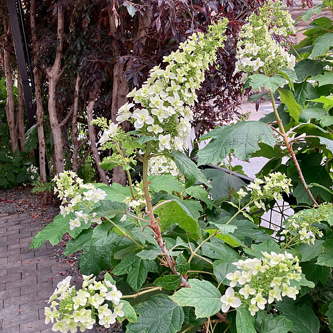 トキワマンサク/今年はもりもり/カシワバアジサイ/花のある暮らし/植物のある暮らし...などのインテリア実例 - 2021-05-18 15:10:56