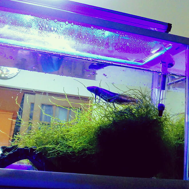 水槽 ウーパールーパー アクアリウム キッチンカウンターの上 Ledライト などのインテリア実例 01 04 19 40 30 Roomclip ルームクリップ