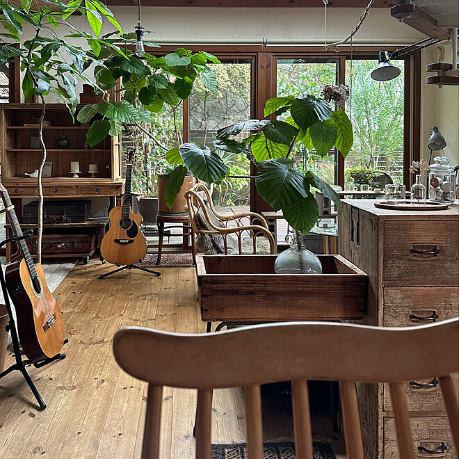 部屋全体/暮らしを楽しむ/観葉植物/ウンベラータ/植物のある暮らし...などのインテリア実例 - 2023-12-01 22:49:26