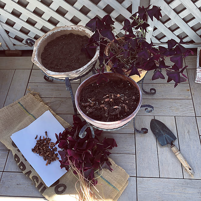 オキザリス トリアングラリス オキザリス 紫の舞 植え替え ウッドホワイト ホワイトガーデン などのインテリア実例 03 06 13 58 05 Roomclip ルームクリップ