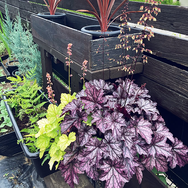 ヒューケラドルチェ フローズンマスカット ヒューケラドルチェ シルバーデューク ヒューケラの花 ヒューケラドルチェ 鉢っ子 などのインテリア実例 22 06 01 21 31 04 Roomclip ルームクリップ