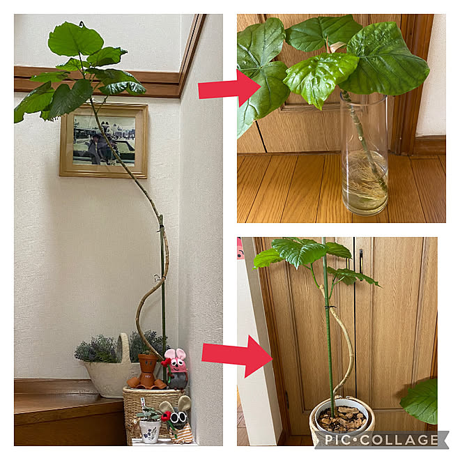ウンベラータ水挿し ウンベラータ剪定 ウンベラータ成長中 ウンベラータ 観葉植物のある暮らし などのインテリア実例 22 09 14 09 02 34 Roomclip ルームクリップ