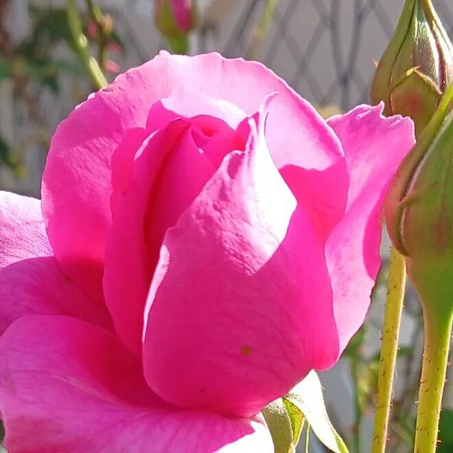部屋全体/薔薇のある暮らし/駐車場からお庭へ‥…/5月の庭/私の癒し...などのインテリア実例 - 2023-05-10 21:35:35