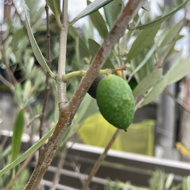 観葉植物/シンプルモダン/注文住宅/花のある暮らし/外構...などのインテリア実例 - 2023-06-30 09:12:10