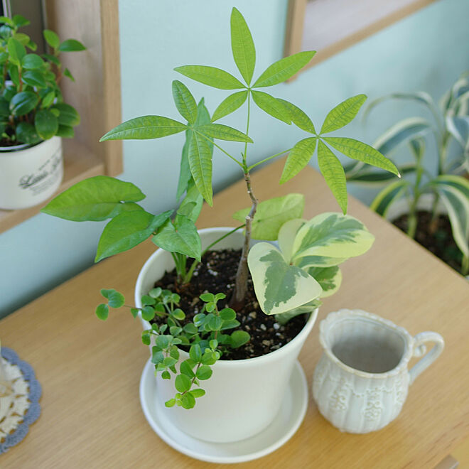 机/観葉植物/植え替え/グリーン寄せ植えのインテリア実例 - 2018-05-06 15:56:27