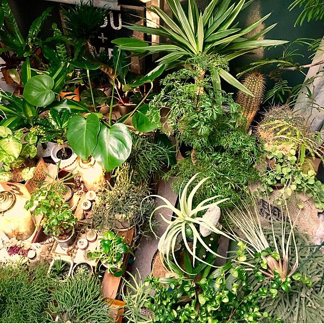 自由空間/植物好き/グリーンのある暮らし/植物のある部屋/観葉植物...などのインテリア実例 - 2016-02-18 02:41:15