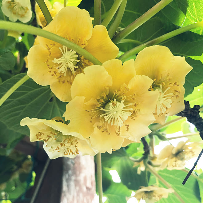 キウイの木 蜂がぶんぶん キウイの花 キウイ ていねいな暮らしに憧れて などのインテリア実例 21 05 16 18 59 10 Roomclip ルームクリップ